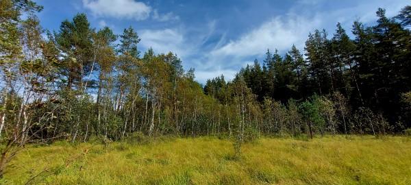 Raznolikost vrste Betula pubescens u Bosni i Hercegovini, Hrvatskoj i Sloveniji