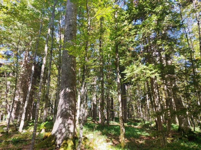 Šumarski fakultet UNSA potpisao ugovor o grantu s European Forest Institute za realizaciju projekta NATMIXFOR