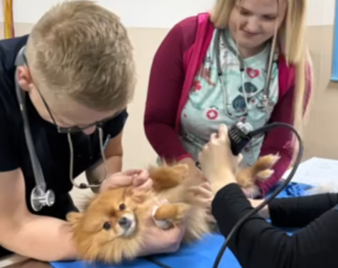 Uspješno je realizovan projekat pod nazivom “Procjena zdravstvenog statusa pasa sa područja općine Novo Sarajevo”