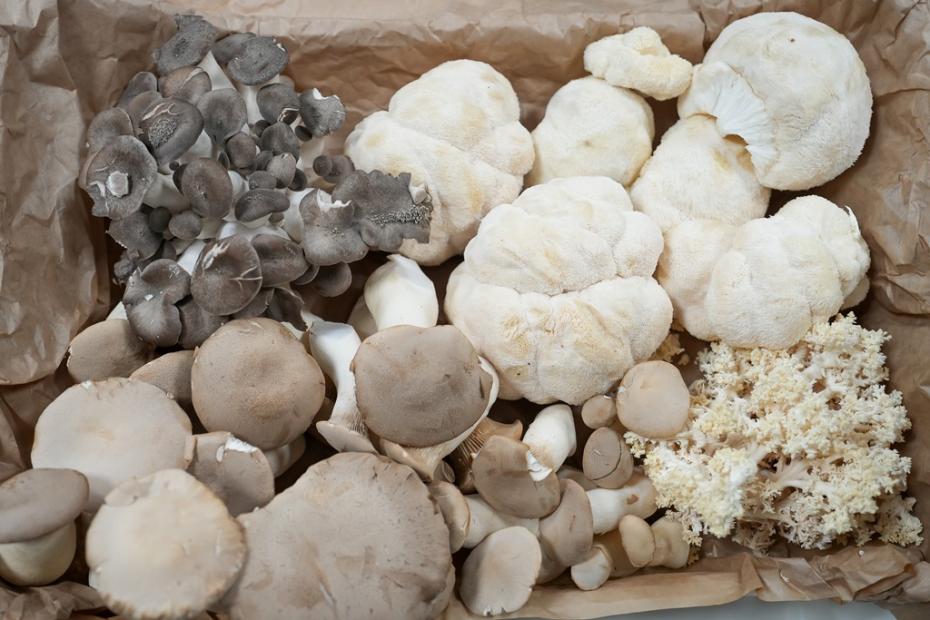 Fungi in Focus – uspješno realizovana radionica o medicinskim gljivama