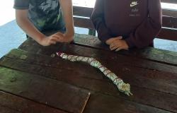 Studentica Dženeta Bašić četvrte godine Nastavničkog odsjeka Akademije likovnih umjetnosti UNSA realizirala je likovnu aktivnost "Eksperimentiranje materijalima kroz tehniku asamblaža - izrada trodimenzionalnog prikaza egzotične životinje"