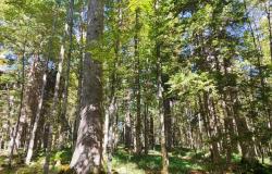 Šumarski fakultet UNSA potpisao ugovor o grantu s European Forest Institute za realizaciju projekta NATMIXFOR