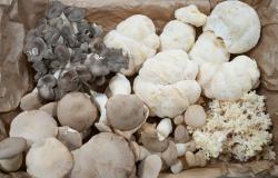 Fungi in Focus – uspješno realizovana radionica o medicinskim gljivama
