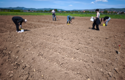 Početak međunarodnog istraživačkog projekta: “Studying the Effects of TSPplus Products on Crop Production” u Bosni i Hercegovini