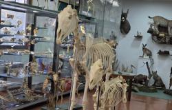Anatomski muzej Veterinarskog fakulteta UNSA neiscrpan izvor za naučnoistraživački rad