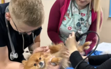 Uspješno je realizovan projekat pod nazivom “Procjena zdravstvenog statusa pasa sa područja općine Novo Sarajevo”