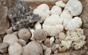 Fungi in Focus – uspješno realizovana radionica o medicinskim gljivama