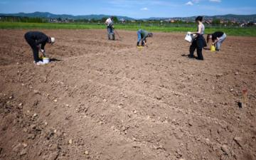 Početak međunarodnog istraživačkog projekta: “Studying the Effects of TSPplus Products on Crop Production” u Bosni i Hercegovini