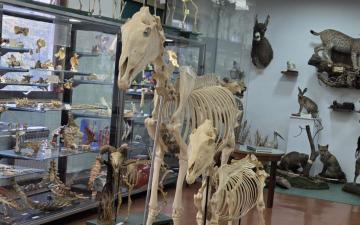 Anatomski muzej Veterinarskog fakulteta UNSA neiscrpan izvor za naučnoistraživački rad