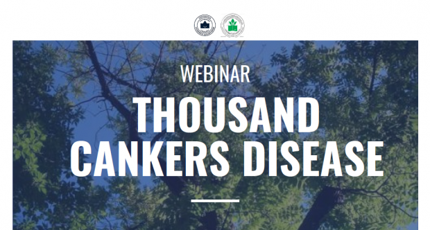 Webinar "Thousand Cankers disease"