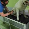 Veterinarski fakultet UNSA: Klinika za veterinarsku radiologiju i fizikalnu terapiju opremljena sa tri nova aparata