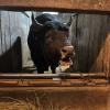 Uzgajivačnica bikova bodača “Tibra-pacific”