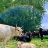 Uzgajivačnica bikova bodača “Tibra-pacific”