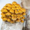 Fungi in Focus – uspješno realizovana radionica o medicinskim gljivama