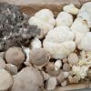 Fungi in Focus – uspješno realizovana radionica o medicinskim gljivama