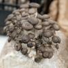 Fungi in Focus – uspješno realizovana radionica o medicinskim gljivama