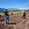 Početak međunarodnog istraživačkog projekta: “Studying the Effects of TSPplus Products on Crop Production” u Bosni i Hercegovini