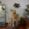 Anatomski muzej Veterinarskog fakulteta UNSA neiscrpan izvor za naučnoistraživački rad