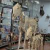 Anatomski muzej Veterinarskog fakulteta UNSA neiscrpan izvor za naučnoistraživački rad